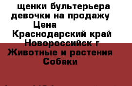 щенки бультерьера девочки на продажу › Цена ­ 35 000 - Краснодарский край, Новороссийск г. Животные и растения » Собаки   